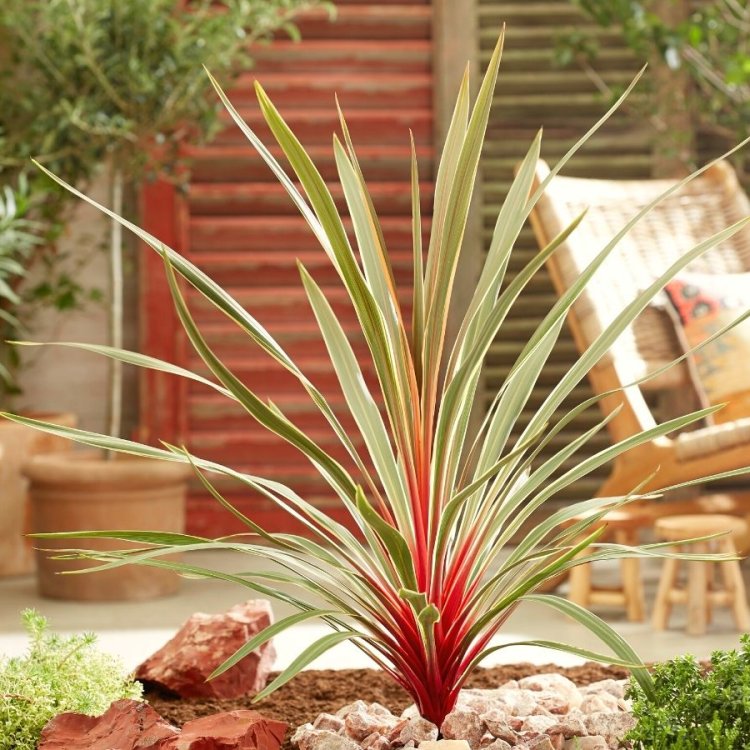 Kordylína austrálska (Cordyline Australis) ´MAGIC STAR®´ - výška 40-60 cm, kont. C5L (-12°C)